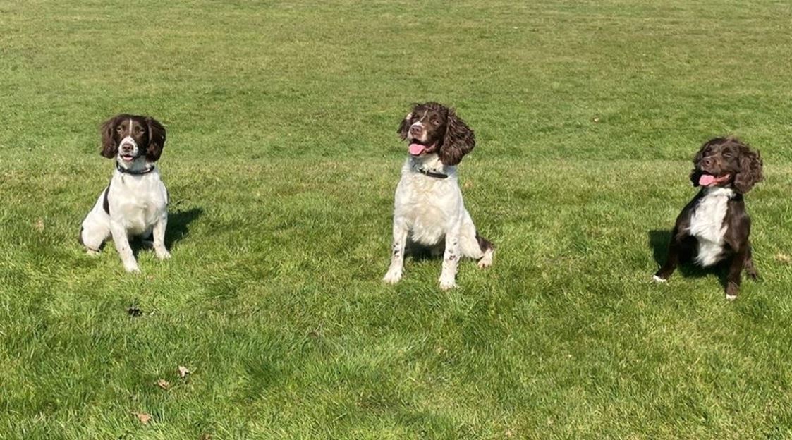 New digi dogs deployed across Hampshire and the Isle of Wight